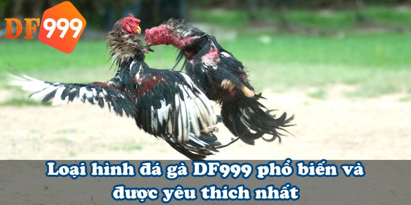 Loại hình đá gà DF999 phổ biến và được yêu thích nhất