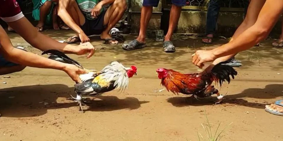 Kỹ thuật chơi đá gà cựa sắt chuyên nghiệp