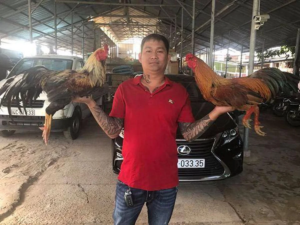 DF999 – Điểm xem đá gà trực tiếp và cá cược chuẩn tỷ pháp