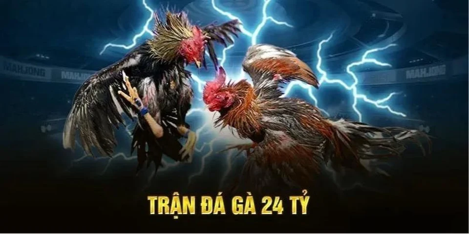 Trận đá gà 24 tỷ – Sự thật gây sốc hay chiêu trò truyền thông?